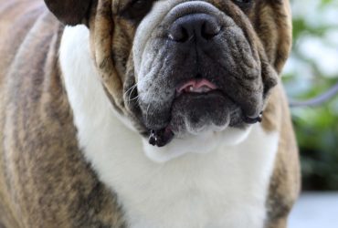 Domesticând comportamentul canin: Sfaturi de gestionare eficientă