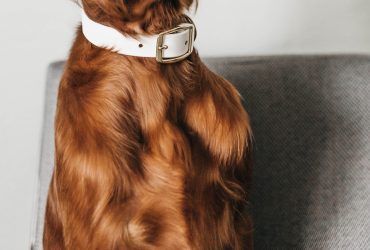 Învață cum să îți dresezi câinele: secretul unei legături puternice