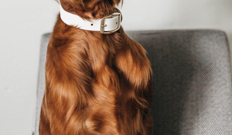 Învață cum să îți dresezi câinele: secretul unei legături puternice
