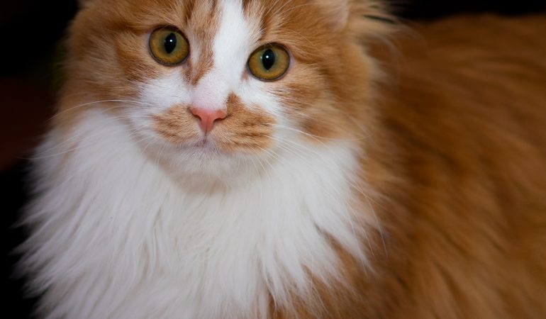 Sfaturi pentru sănătatea pisicilor: prevenire și tratament