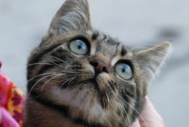 Bucuria învățării: Trucuri utile și amuzante pentru pisici