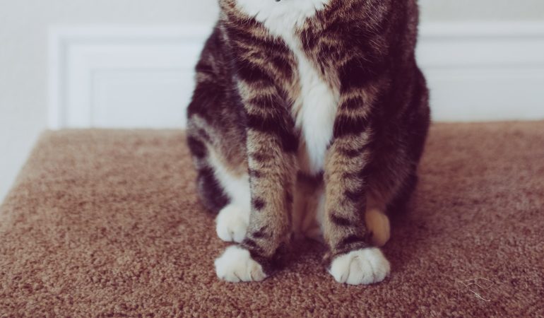 Adoptarea unei pisici noi: Sfaturi pentru integrare în familia ta