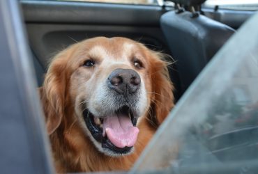 Greșeli frecvente în dresajul canin: Cum le evităm