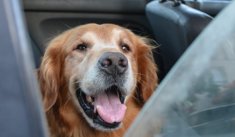Greșeli frecvente în dresajul canin: Cum le evităm