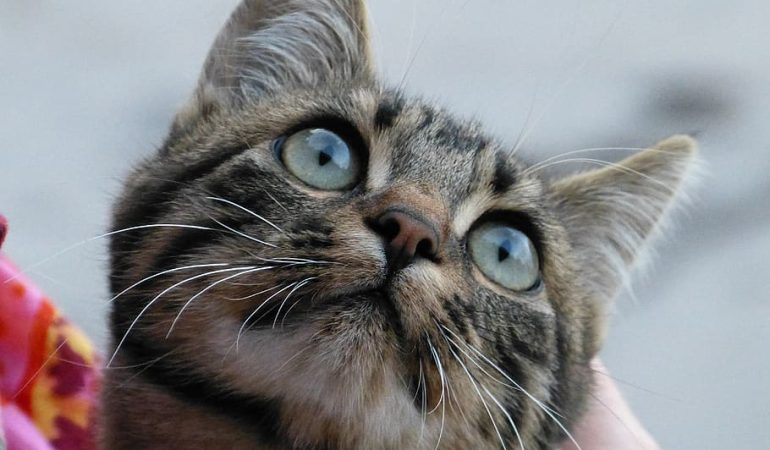 Cum percep pisicile lumea: viziune, auz și simțuri