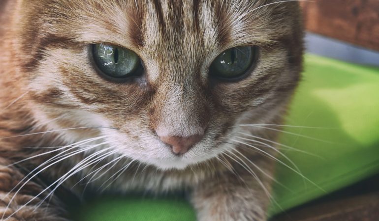 Efectele și Beneficiile Sterilizării și Castrării Pisicilor: Soluție pentru o populație sănătoasă