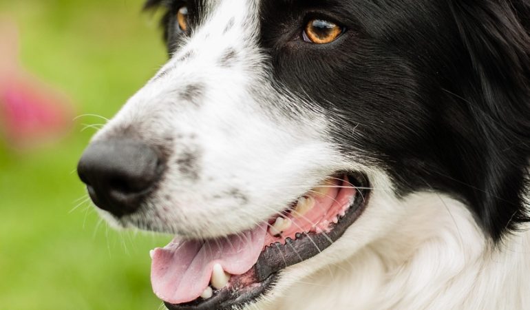 Alergii la câini: Cele mai bune metode de tratament