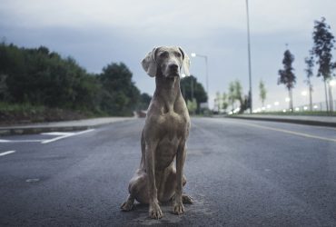 Dresaj eficient: cum să gestionăm frica și anxietatea la câini