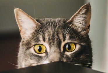 Pisicile în mișcare: Descoperă cele mai distractive sporturi și activități pentru feline!