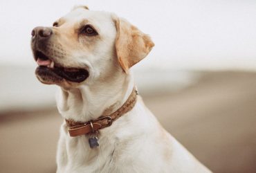 Câini: Rase și Talente pentru Dresaj