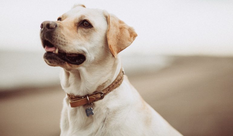 Câini: Rase și Talente pentru Dresaj