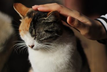 Misterele viselor pisicilor: Tărâmul fascinant al somnului felinelor