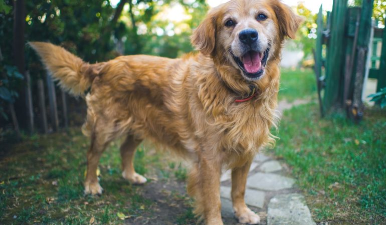 Accesorii indispensabile pentru dresajul câinelui – Oferă educație și disciplină!