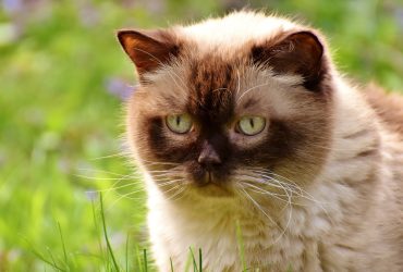 Pisicile domestice și fauna sălbatică: o relație controversată