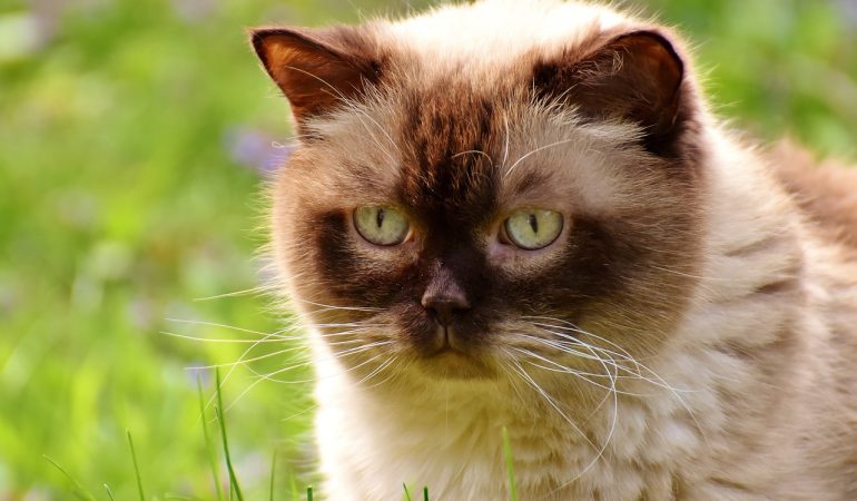 Pisicile domestice și fauna sălbatică: o relație controversată