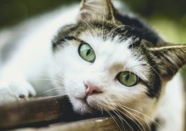 Călătorie în tărâmul felinei: pisicile celebre din istorie