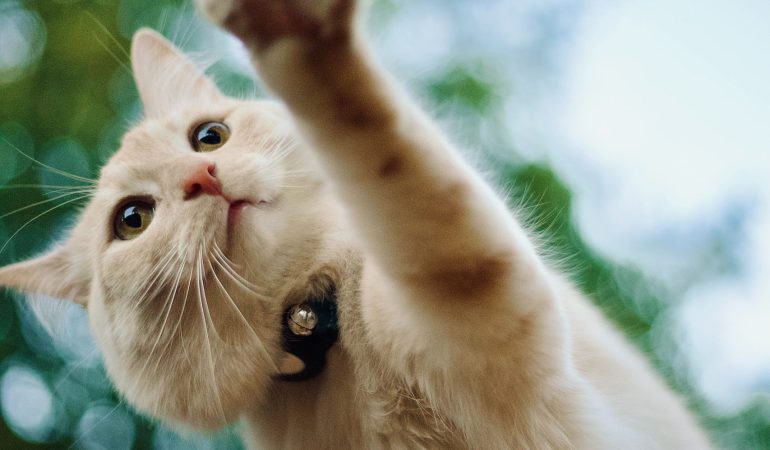 Cum să îngrijești o pisică după operație? Sfaturi pentru recuperare