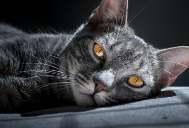 Top 5 pisici cu caracteristici unice: Descoperă rasele fascinante