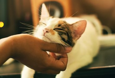 5 metode esențiale de strângere a legăturii cu pisica ta