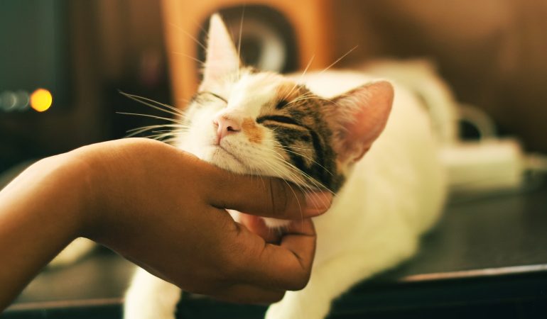 5 metode esențiale de strângere a legăturii cu pisica ta
