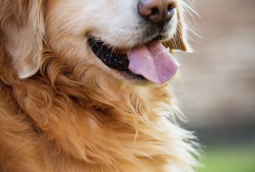 Tratamente eficiente pentru alergiile câinelui – ghid complet