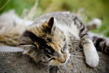 Cum pot pisicile ajuta la sănătatea mintală?
