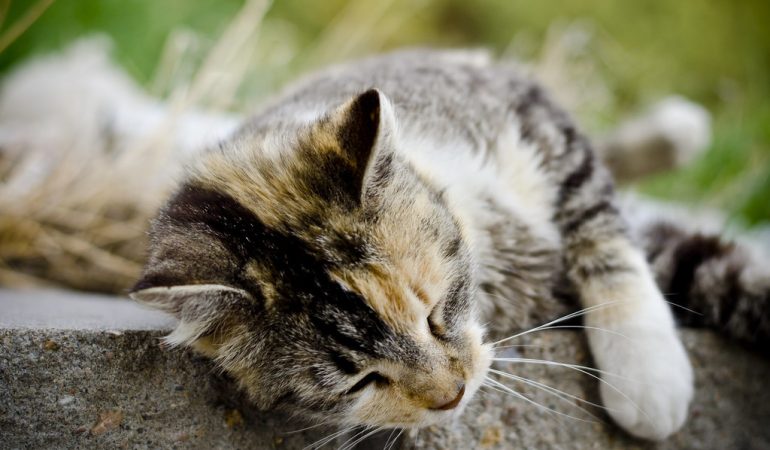 Cum pot pisicile ajuta la sănătatea mintală?