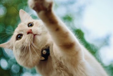 Pasi simpli pentru a-ți distra și educa pisica: Trucuri haioase și utile