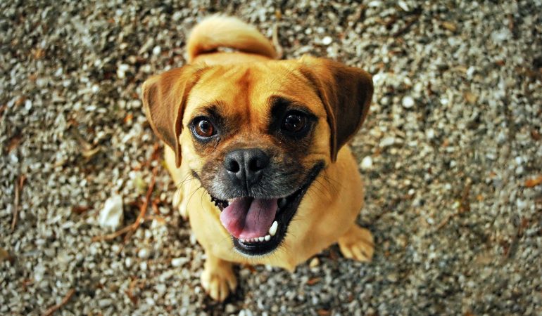 Dresajul eficient pentru un parteneriat mai puternic între câine și stăpân