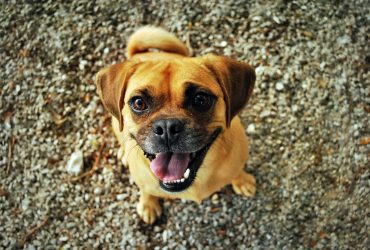 Dresaj eficient al câinilor de apartament: Îmbunătățirea conviețuirii în spații restrânse