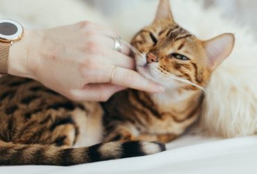 Temperamentul pisicilor: intrigă și mistere în funcție de culoarea blănii