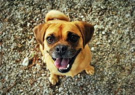 Secretul unei separări fără griji: Învățați câinele să rămână singur