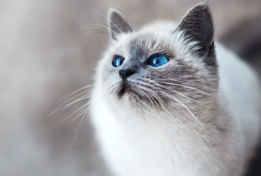 Secrete pentru o interacțiune sigură copil-pisică
