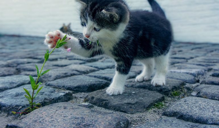 Pisica și înțelepciunea ei ascunsă: Deslușim enigmatica cultură a obiceiurilor felinelor