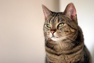 Trucuri esențiale pentru întreținerea strălucitoare a blănii pisicii tale: periaj, tuns și curățare