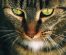 Singapura Rasă de pisică sociabilă și inteligentă