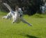 Siberian Husky – istorie si prezentare