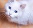 Litiera pisicii – Cum se curata?