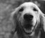Secretul succesului în dresajul câinilor: Motivație și învățare