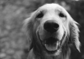 Câinii: Companioni loiali și prieteni devotați în viețile noastre