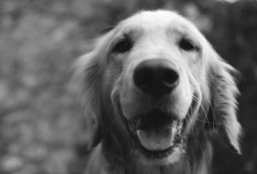 Câinii: Companioni loiali și prieteni devotați în viețile noastre