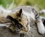 Pisicile și plantele: pericole și precauții