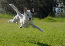 Câini și terapie asistată: vindecare prin interacțiune