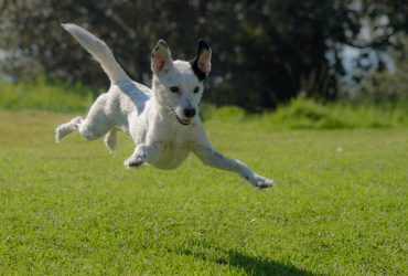 Câini și terapie asistată: vindecare prin interacțiune