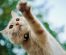 10 pisici celebre care au trăit peste 20 de ani: secretele longevității
