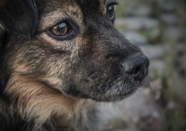 Câinii și problemele de sănătate: cum să le prevenim?