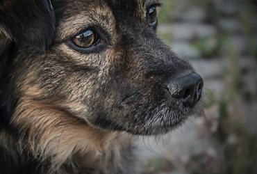 Câinii și problemele de sănătate: cum să le prevenim?