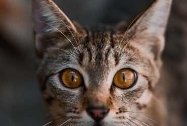 Pisicile în aer liber: Riscuri și sfaturi de protejare