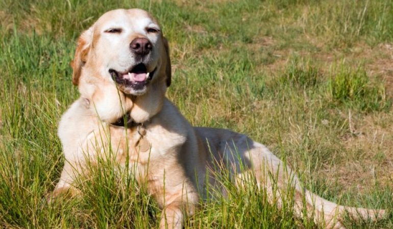 Cum să îți stimulezi câinele: Inteligența lor și cum o poți măsura