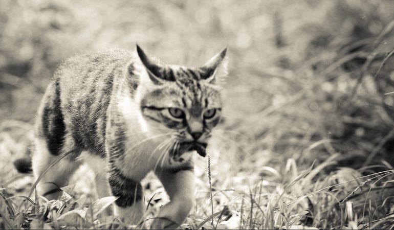 Pisici celebre în cultura pop: De la Garfield la Grumpy Cat